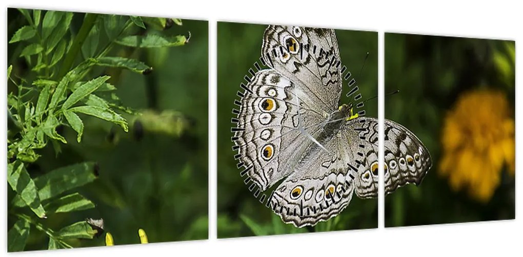 Obraz - biały motyl (z zegarem) (90x30 cm)