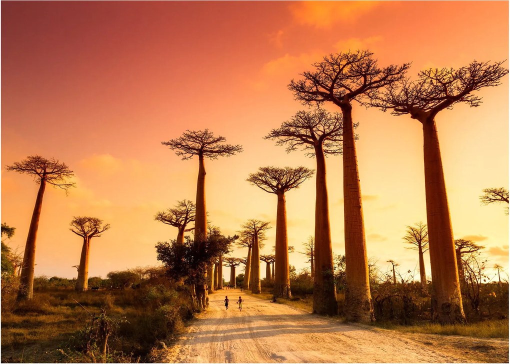Obraz - Zachód słońca w Baobab Alley (70x50 cm)