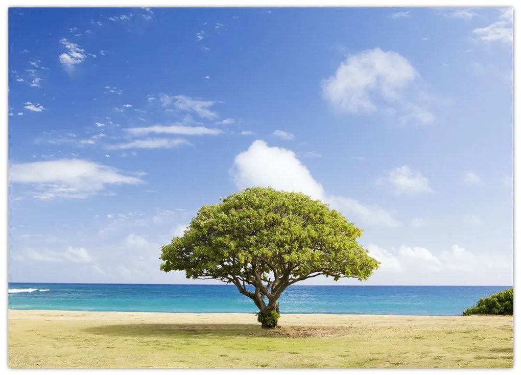 Obraz na szkle - plaża z drzewem (70x50 cm)