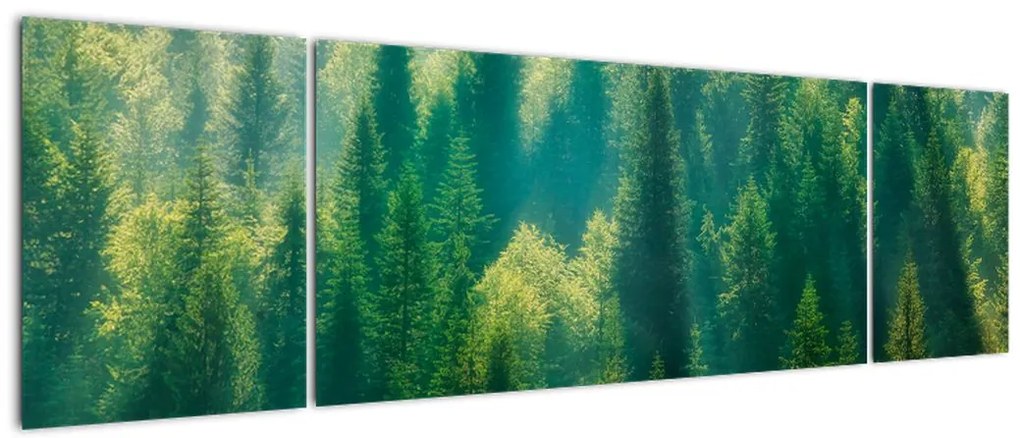 Obraz - Las sosnowy (170x50 cm)