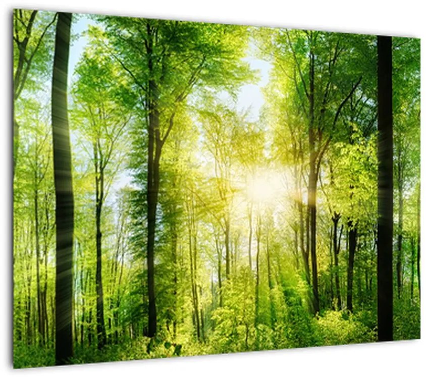 Obraz - Świt w lesie (70x50 cm)