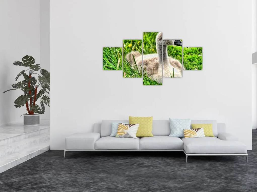 Obraz - mały łabędź w trawie (125x70 cm)
