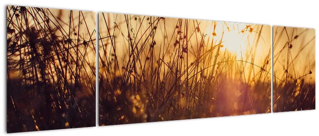 Obraz pola o zachodzie słońca (170x50 cm)