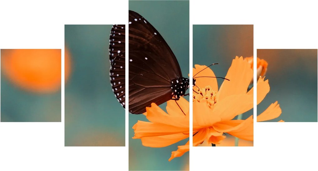 Obraz - motyl na pomarańczowym kwiatku (125x70 cm)