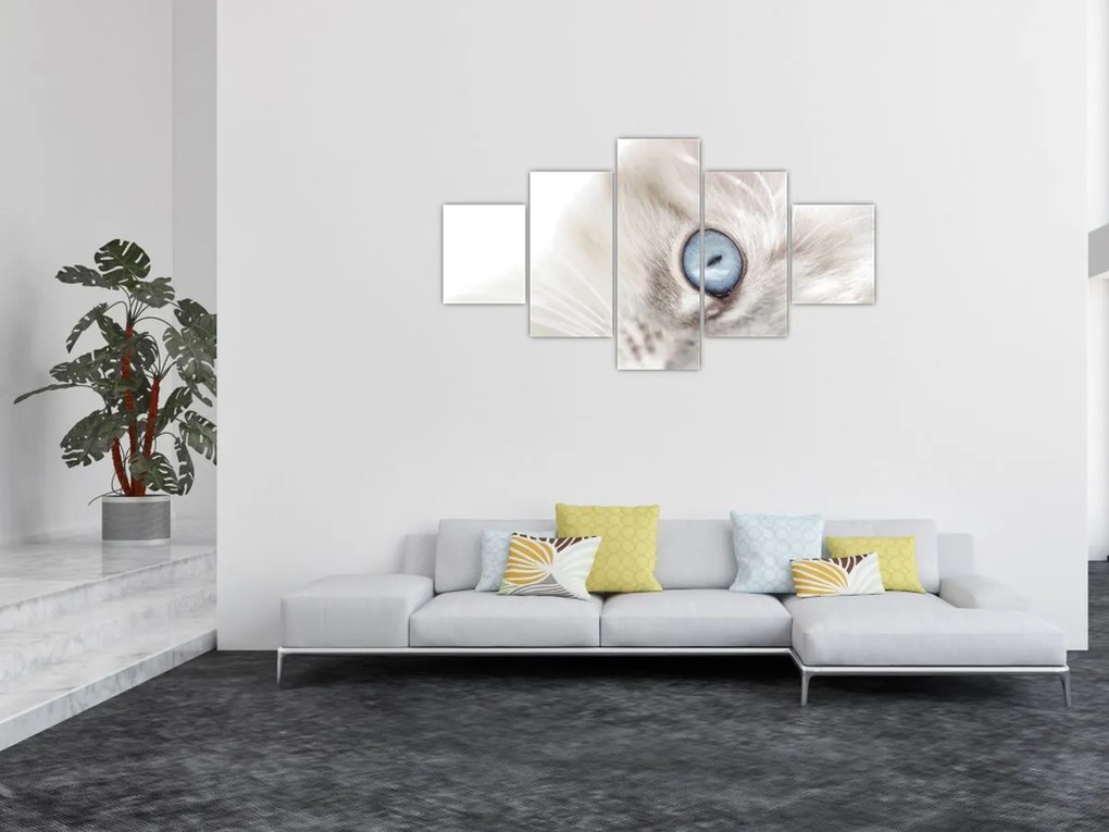 Obraz - Kot z niebieskimi oczami (125x70 cm)