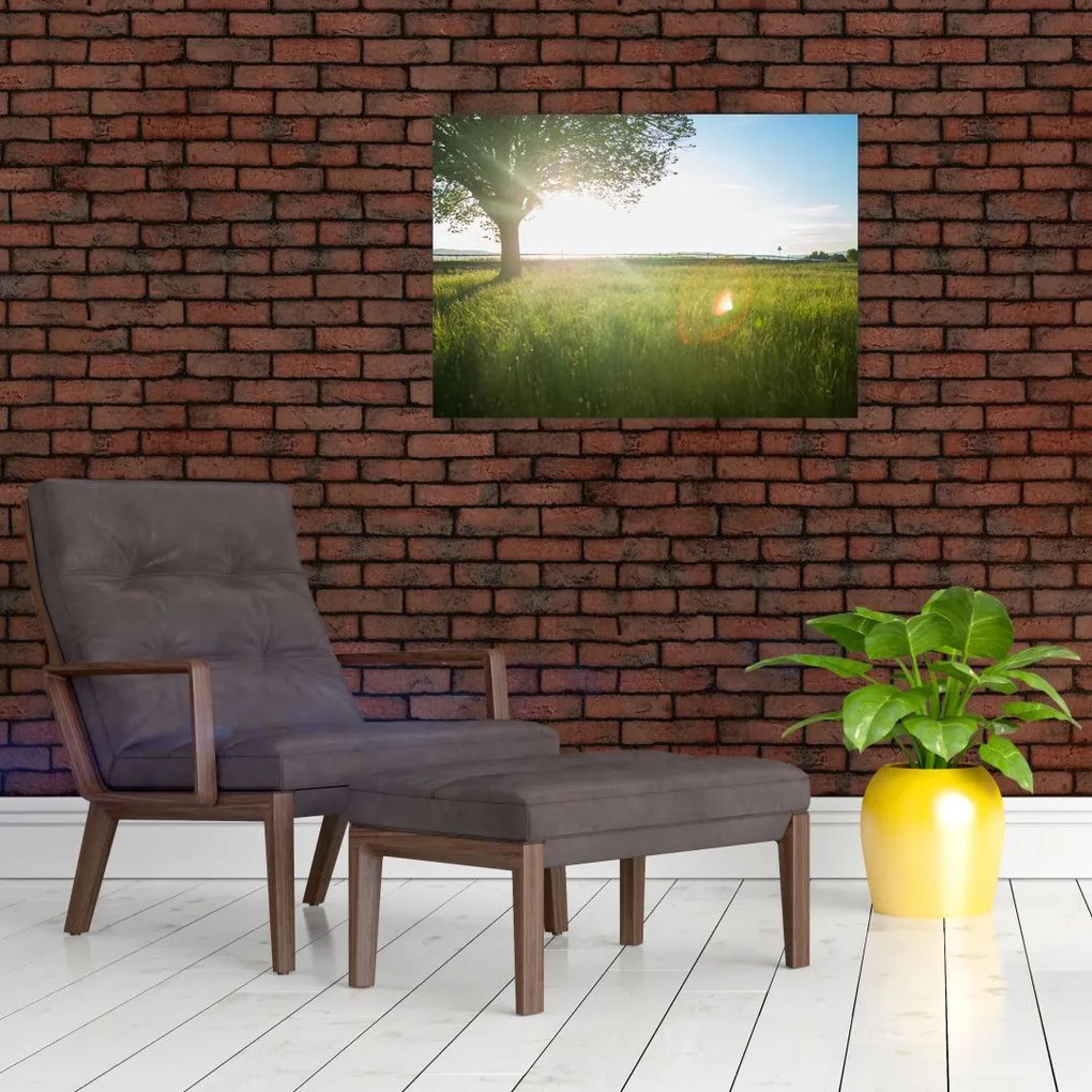 Obraz na szkle drzewa na polu (70x50 cm)