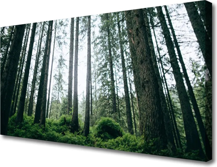 Obraz canvas na ścianę Promienie Słońca w Lesie