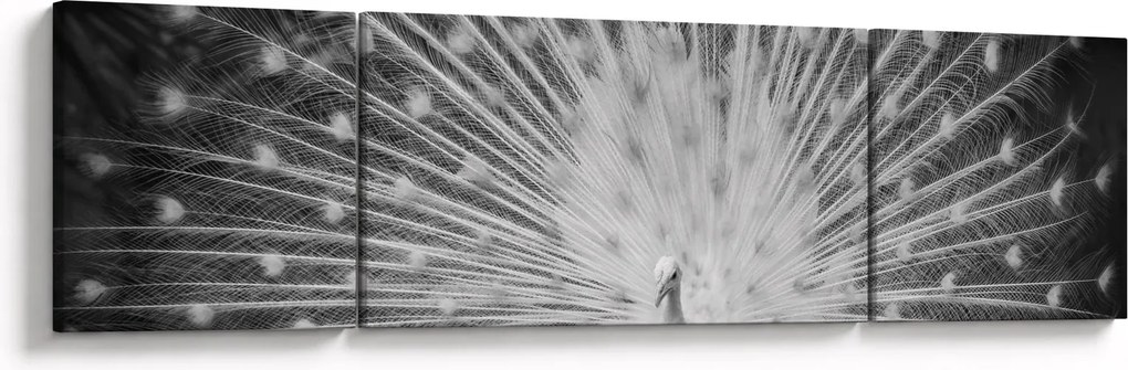 Obraz - Biały paw (170x50 cm)