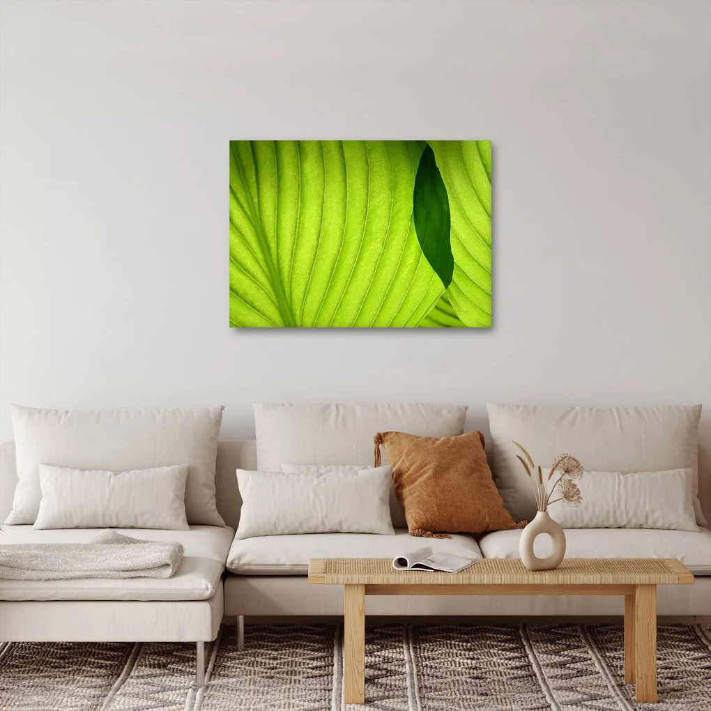 Obraz - Szczegół zielonego liścia (70x50 cm)