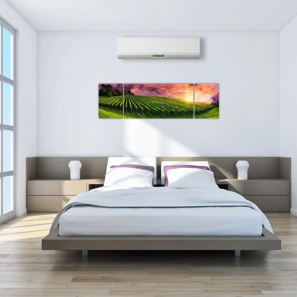 Obraz winnicy z kolorowym niebem (170x50 cm)