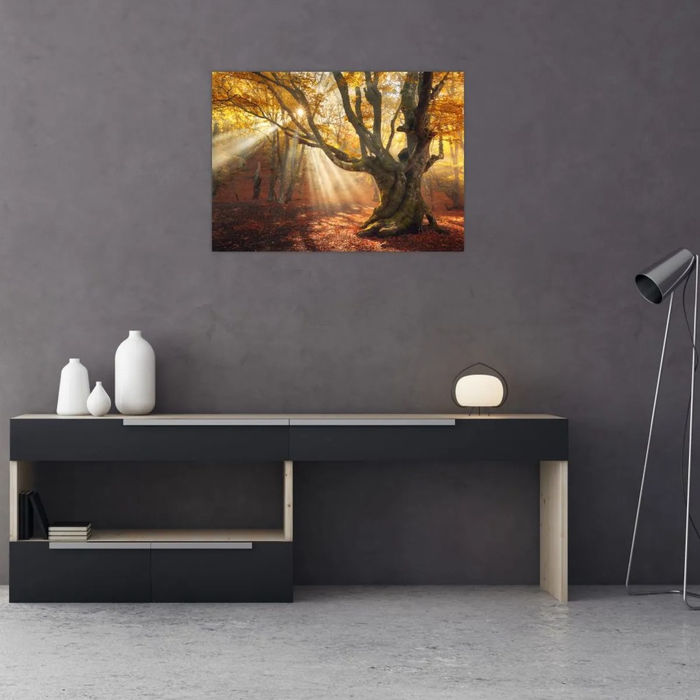 Obraz - Jesienny świt (70x50 cm)