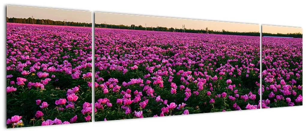 Obraz - Łąka fioletowych tulipanów (170x50 cm)