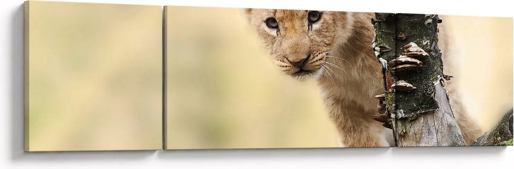 Obraz lwiątka (170x50 cm)