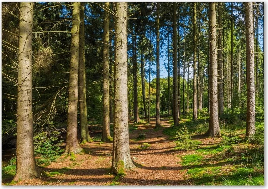 Foto obraz szkło hartowane Panorama lasu