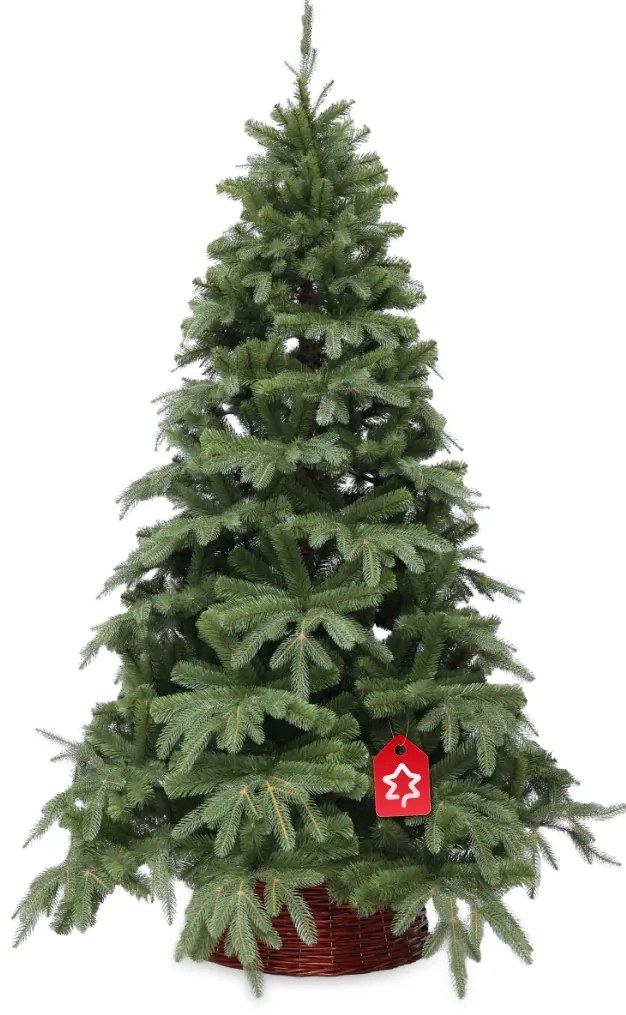 Jodła naturalna 210 cm