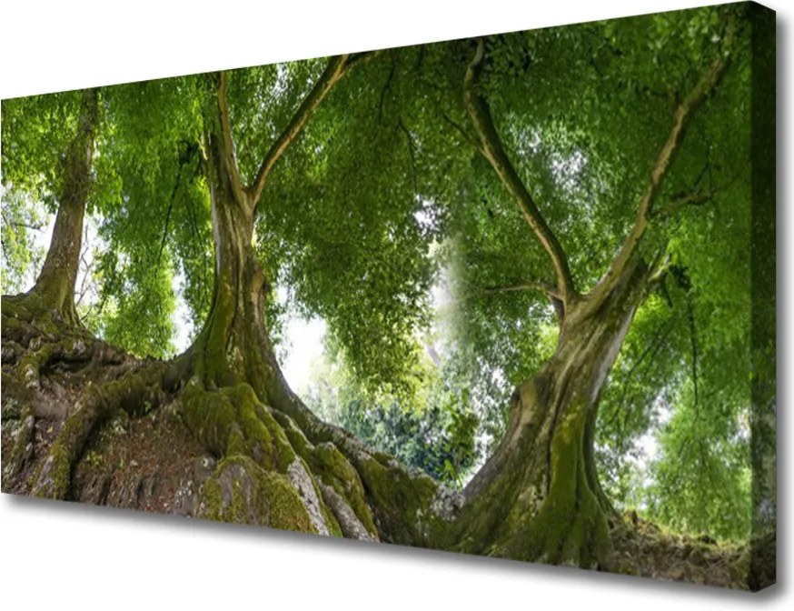 Obraz canvas Korony Rozłożystych Drzew