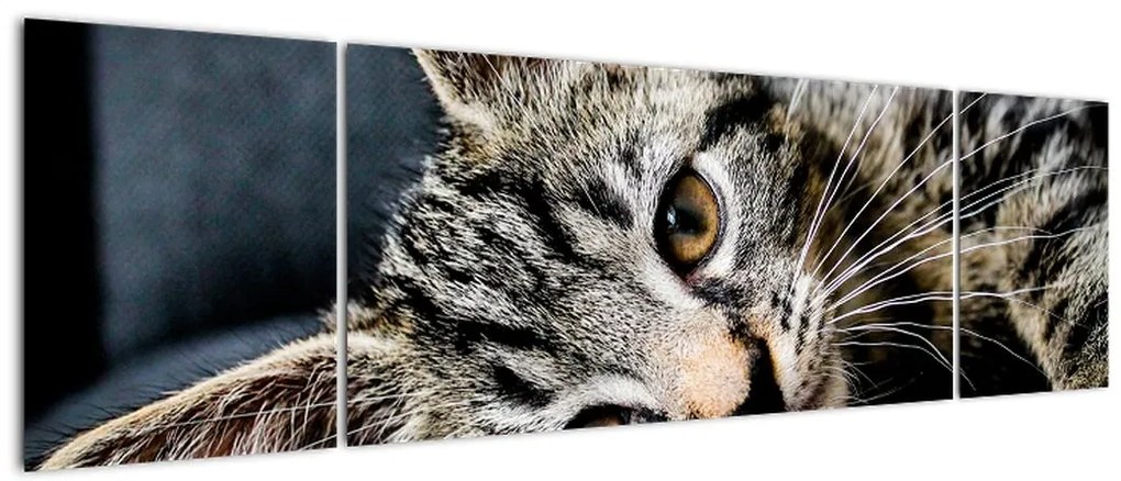 Obraz - Kotek (170x50 cm)