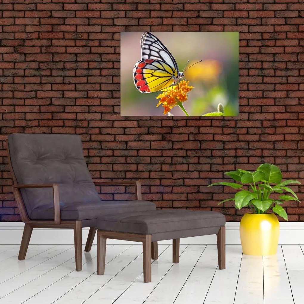 Obraz na szkle motyla na kwiatku (70x50 cm)
