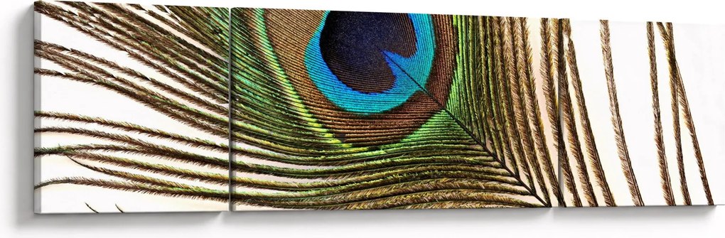 Obraz pawich piór (170x50 cm)