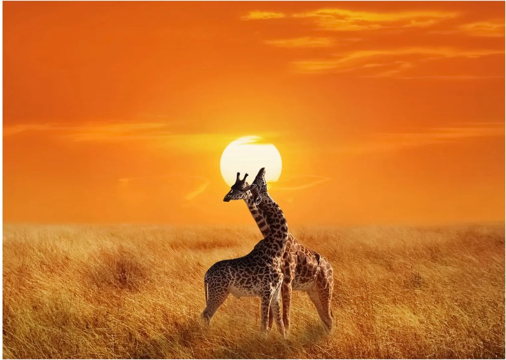 Obraz na szkle - Żyrafy w Parku Narodowym Serengeti (70x50 cm)