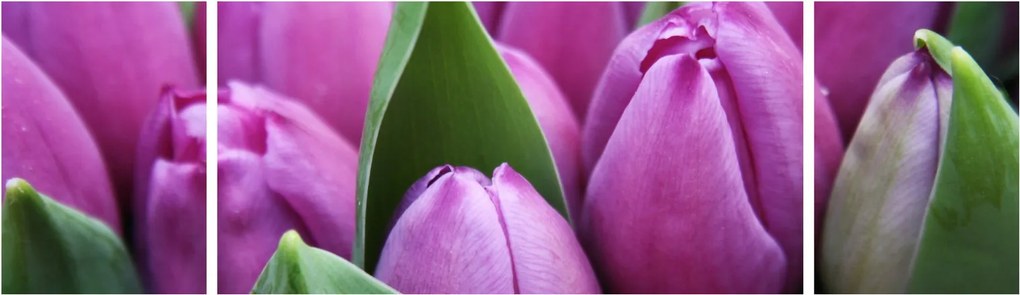 Obraz - kwiaty tulipanów (170x50 cm)