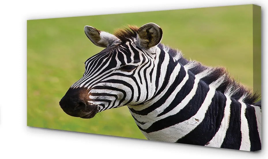 Obraz na płótnie Zebra w Zbliżeniu