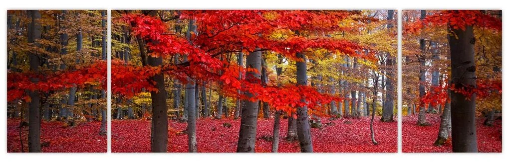 Obraz - Czerwony Las (170x50 cm)