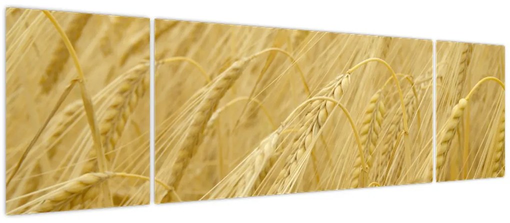 Obraz - Jęczmień (170x50 cm)