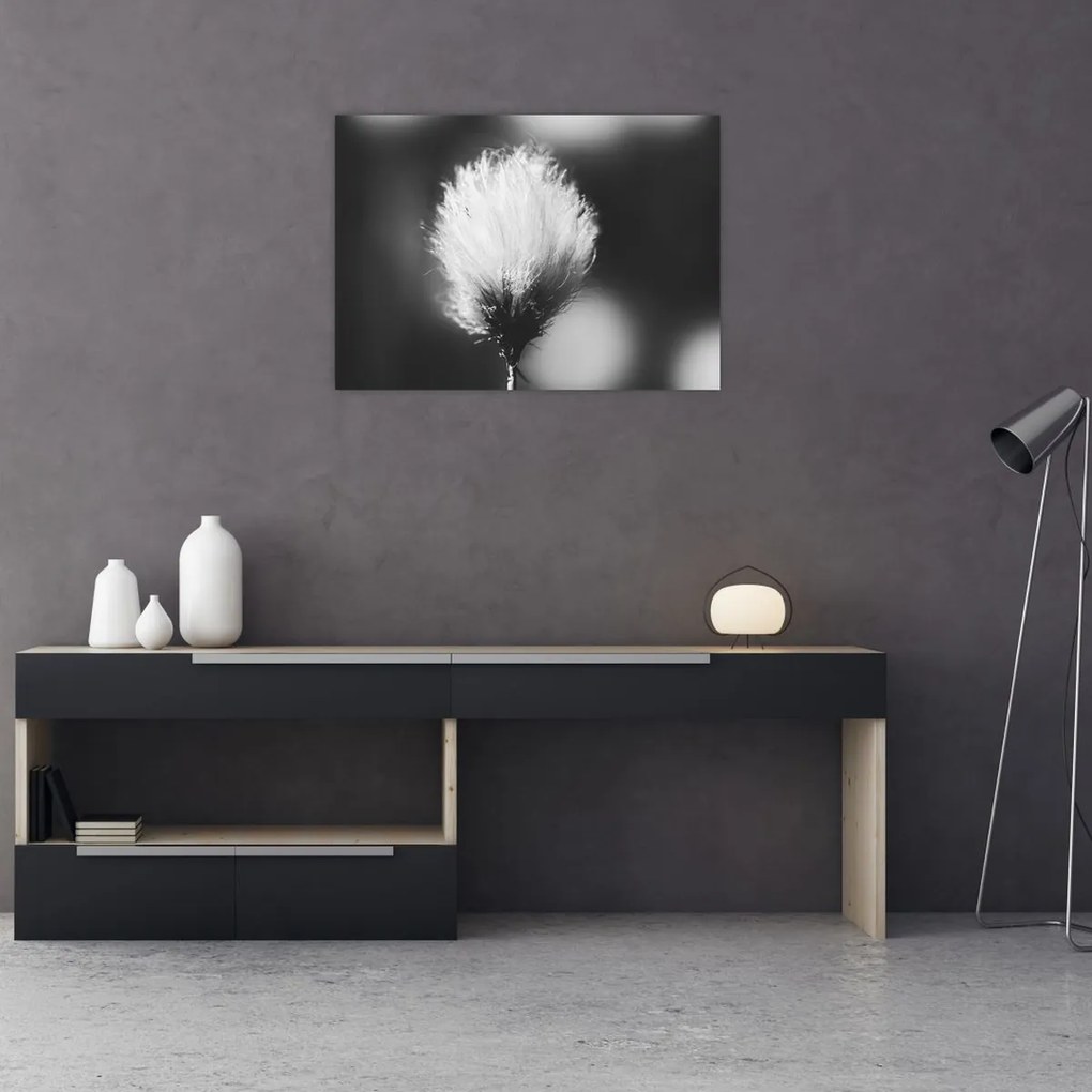 Obraz - Czarno-biała trawa bawełniana (70x50 cm)