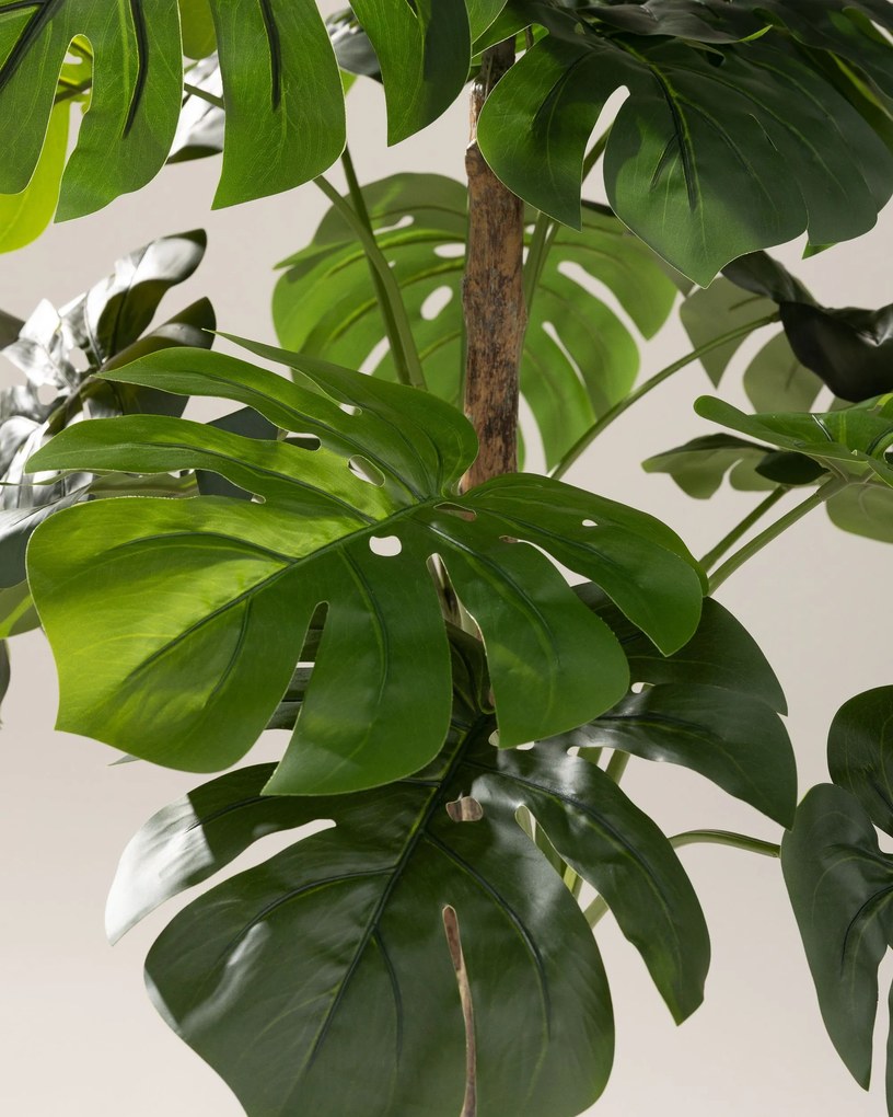 Monstera w doniczce 145 cm