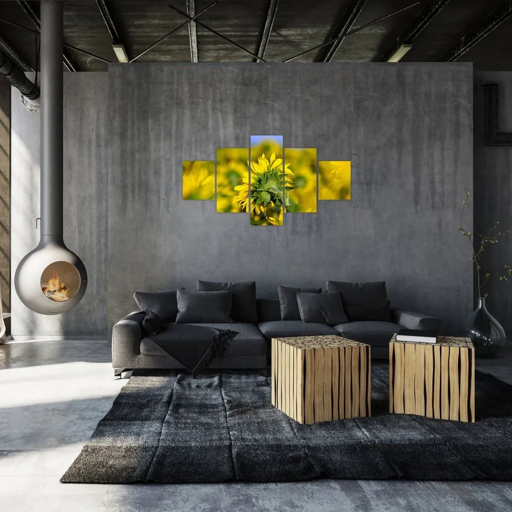 Obraz słonecznika (125x70 cm)