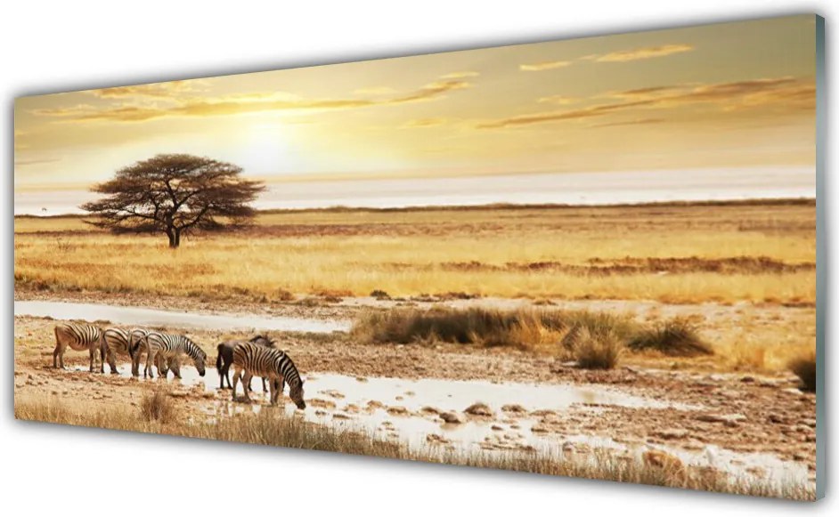 Panel Kuchenny Zebry Na Afrykańskiej Sawannie