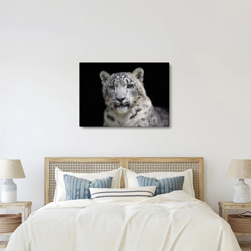 Obraz - Snow Leopard (70x50 cm)