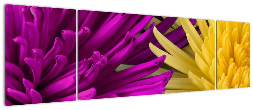 Obraz - szczegóły kwiatów (170x50 cm)