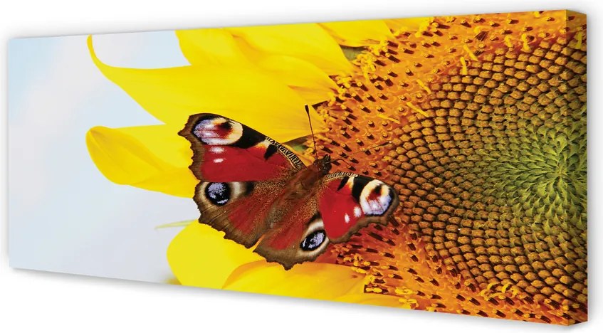 Obraz drukowany na płótnie Motyl na Słoneczniku