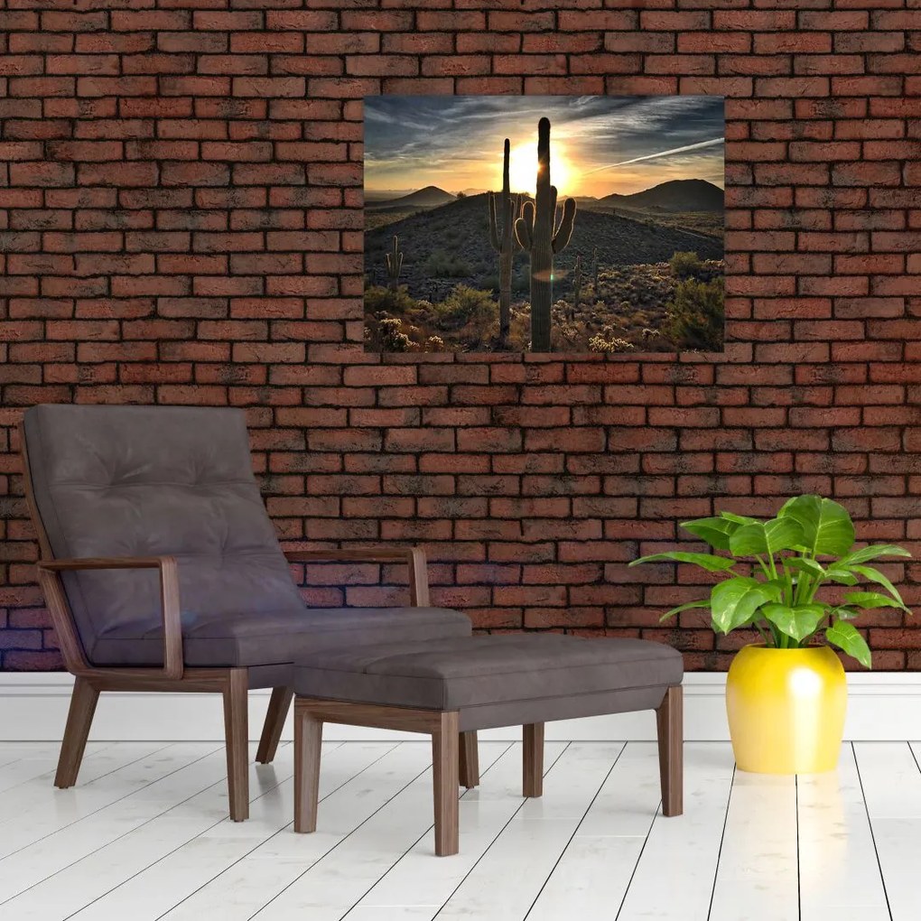 Obraz - kaktusy w słońcu (70x50 cm)