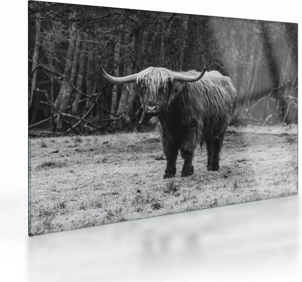 Obraz na szkle - Szkocka krowa (70x50 cm)