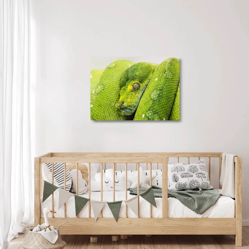 Obraz na szkle węża (70x50 cm)
