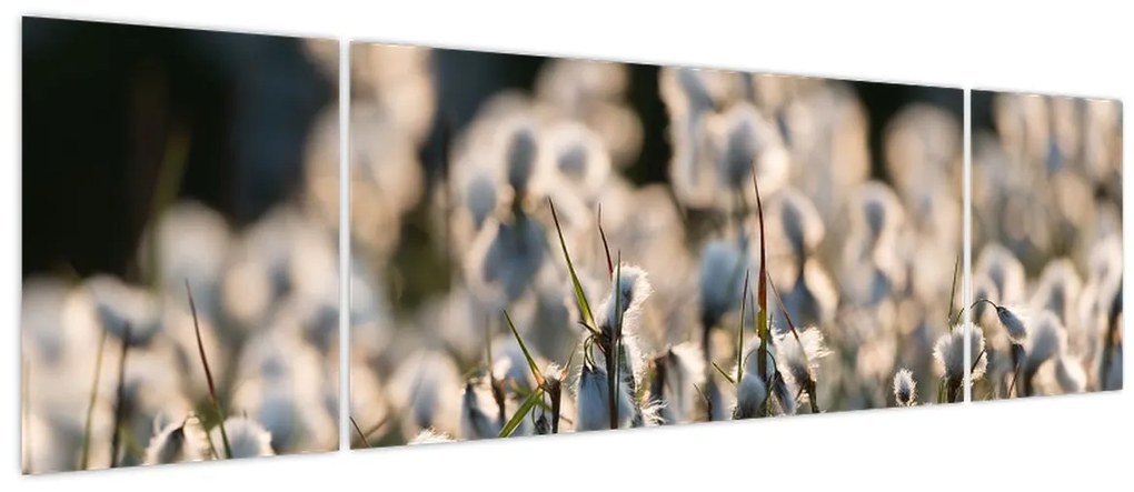 Obraz - Biała wełnianka (170x50 cm)