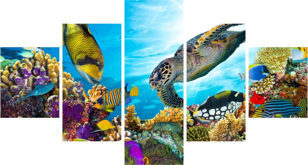 Obraz rafy koralowej (125x70 cm)