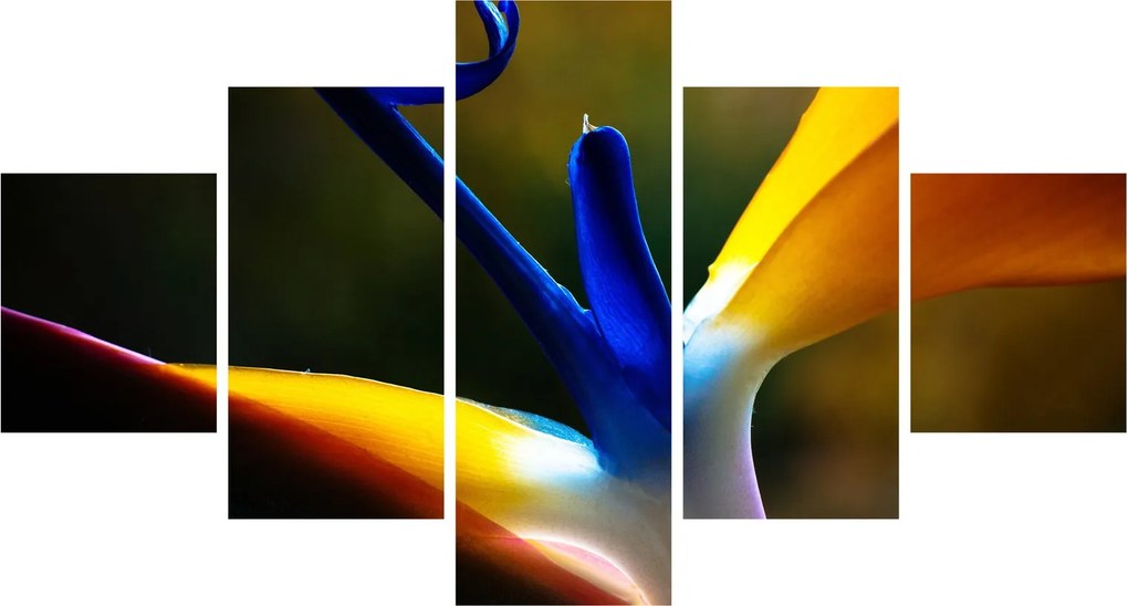 Obraz - Egzotyczny kwiat (125x70 cm)