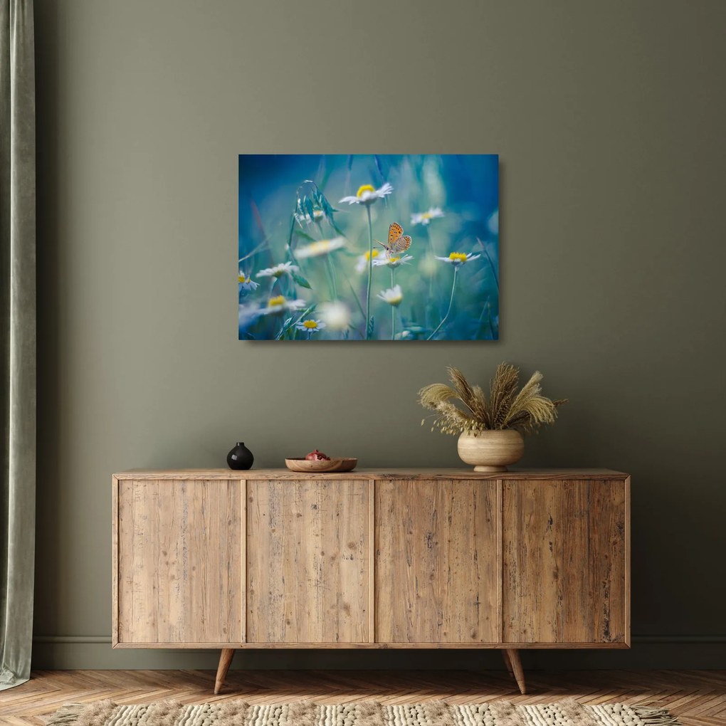 Obraz na szkle - Motyl na stokrotce (70x50 cm)