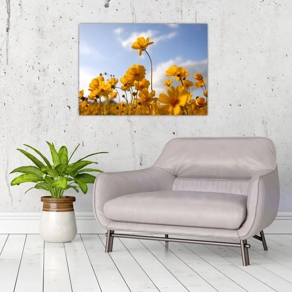 Obraz pola z jasnożółtymi kwiatami (70x50 cm)