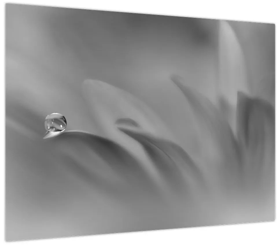 Obraz - Kropla na kwiecie, czarno - biały (70x50 cm)