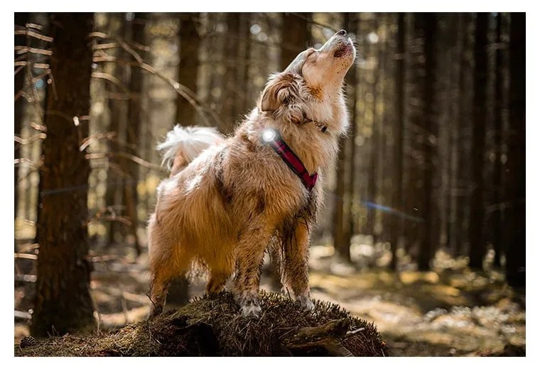 Lampka LED na obrożę White – Orbiloc