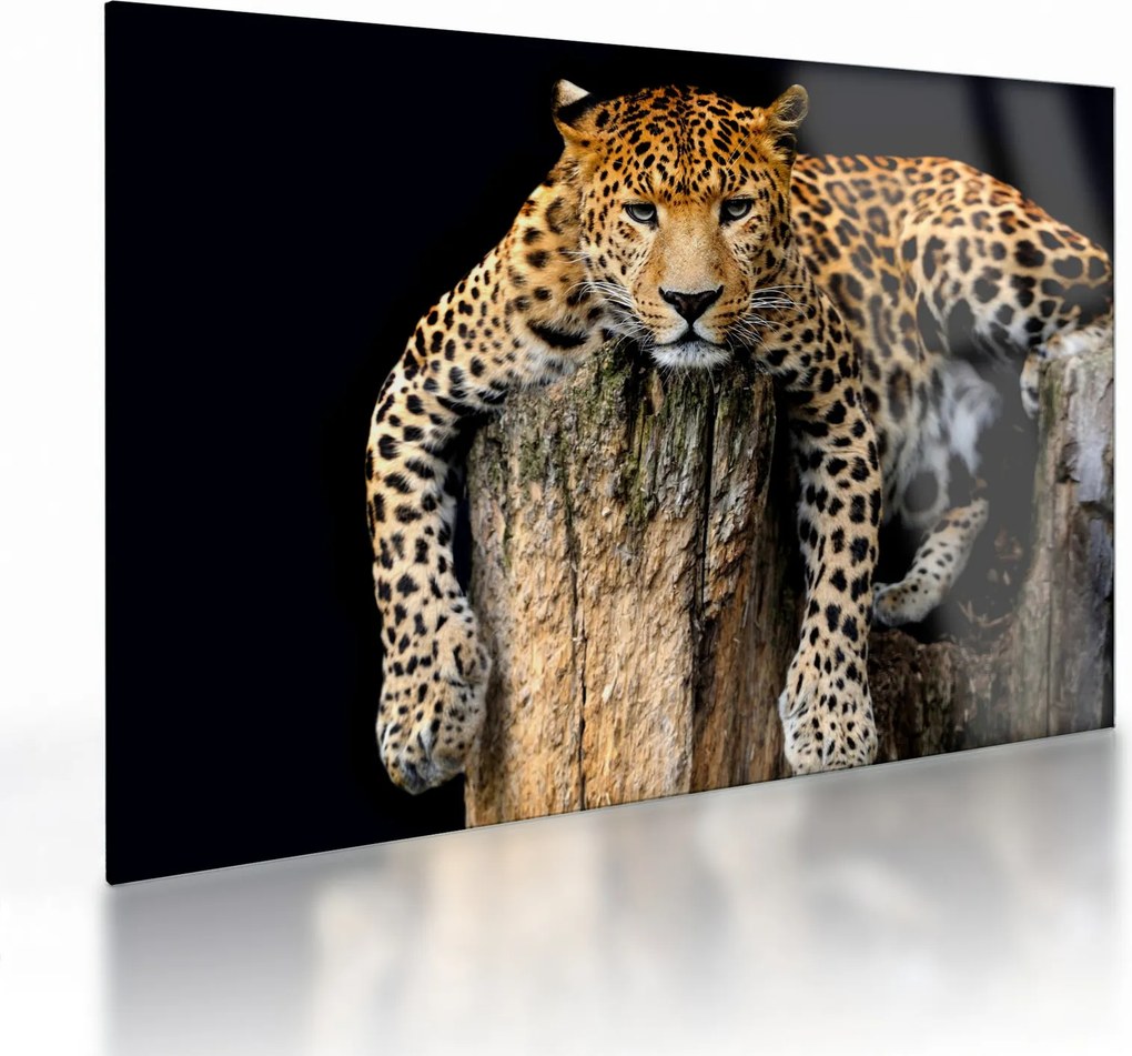 Obraz na szkle - Gepard (70x50 cm)