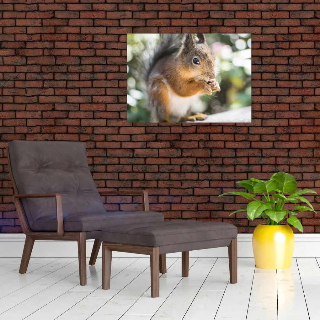Obraz na szkle wiewiórki (70x50 cm)
