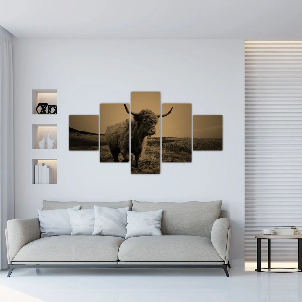 Obraz - Szkocka krowa na wolności (125x70 cm)