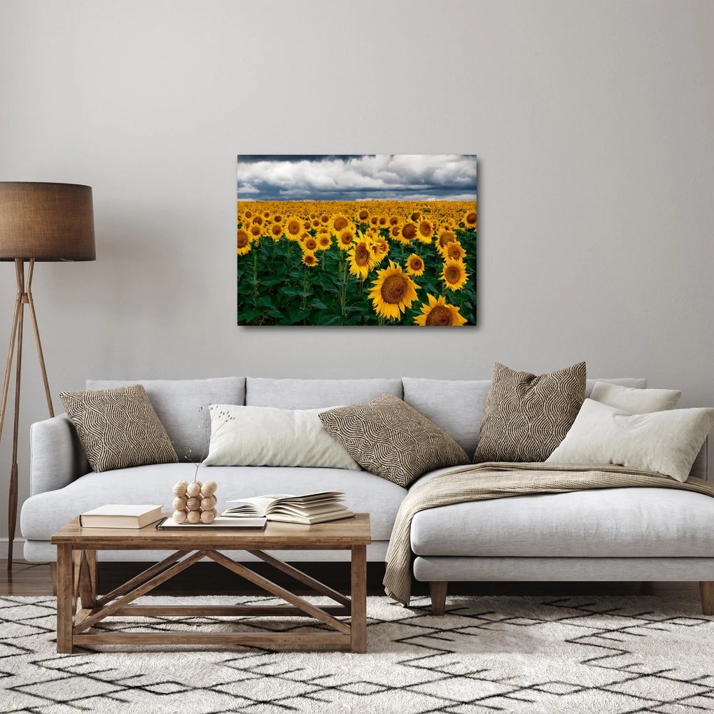 Obraz pola słoneczników (70x50 cm)
