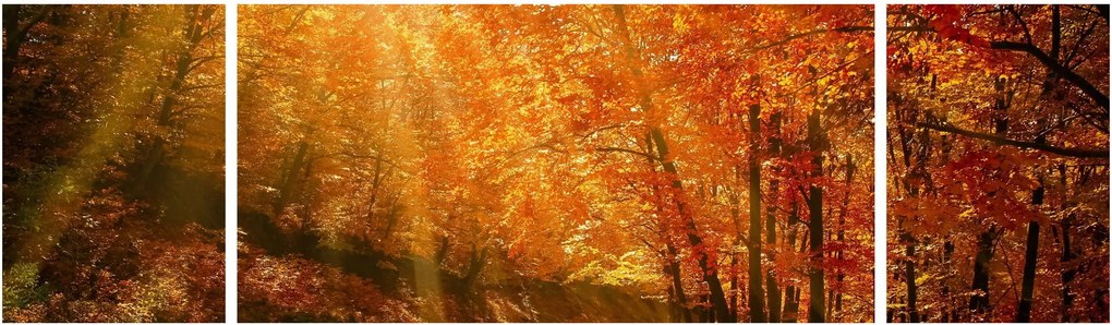 Obraz jesiennego lasu (170x50 cm)